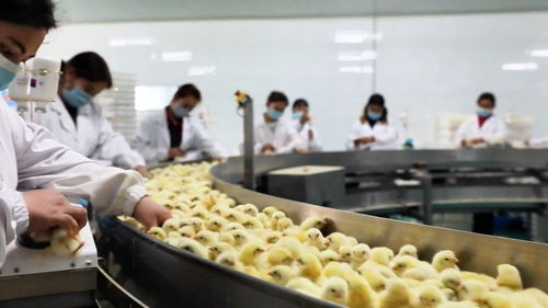 墨玉縣構(gòu)建全鏈條雞肉供應(yīng)體系 從牧場(chǎng)到餐桌的安全與品質(zhì)保障